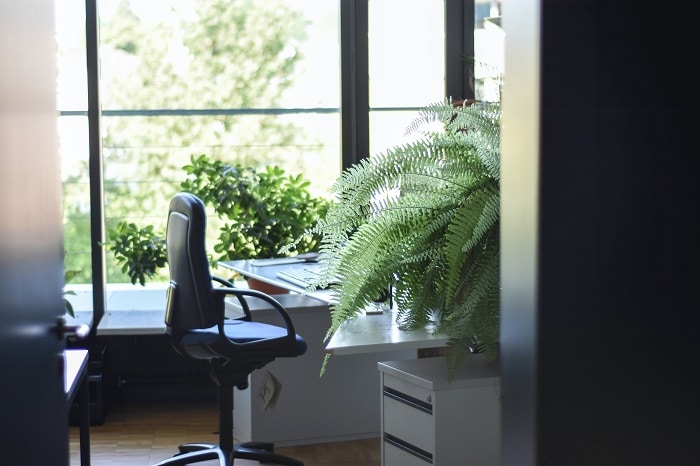 Oficina con plantas naturales